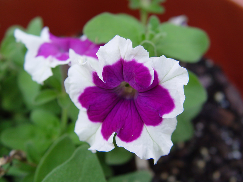 petunias